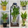 15 Lucky Bamboo stalks 4 inches Each, Gift, Perennial Indoor, Ideal Gift, Feng Shui, Bring Positive Energy view 2