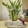 15 Lucky Bamboo stalks 4 inches Each, Gift, Perennial Indoor, Ideal Gift, Feng Shui, Bring Positive Energy view 3