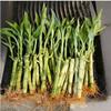 Lucky Bamboo 20 Stalks of Pure Luck, Free Butterfly Stake, No Green Thumb Required! Just add Water, Indoor Perennial Plants, Ideal Gift, Feng Shui view 1