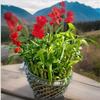 Lucky Bamboo 20 Stalks of Pure Luck, Free Butterfly Stake, No Green Thumb Required! Just add Water, Indoor Perennial Plants, Ideal Gift, Feng Shui view 2