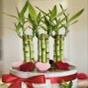 8 inches Lucky Bamboo 6 Healthy Plants, Tied in Gold Wire, Gift, Feng Shui, Indoor Plant, Bring Good Luck to Your Home, Perennial, Just add Purified Water view 1