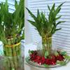 8 inches Lucky Bamboo 6 Healthy Plants, Tied in Gold Wire, Gift, Feng Shui, Indoor Plant, Bring Good Luck to Your Home, Perennial, Just add Purified Water view 2