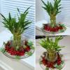 8 inches Lucky Bamboo 6 Healthy Plants, Tied in Gold Wire, Gift, Feng Shui, Indoor Plant, Bring Good Luck to Your Home, Perennial, Just add Purified Water view 3