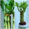 8 inches Lucky Bamboo 6 Healthy Plants, Tied in Gold Wire, Gift, Feng Shui, Indoor Plant, Bring Good Luck to Your Home, Perennial, Just add Purified Water view 4
