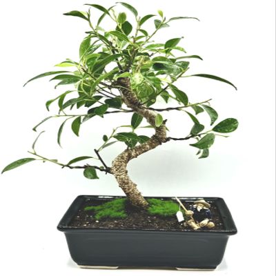 Spiraling Ficus Bonsai Tree in Decorative Planter, 12 inches Tall (Spiraling, L)