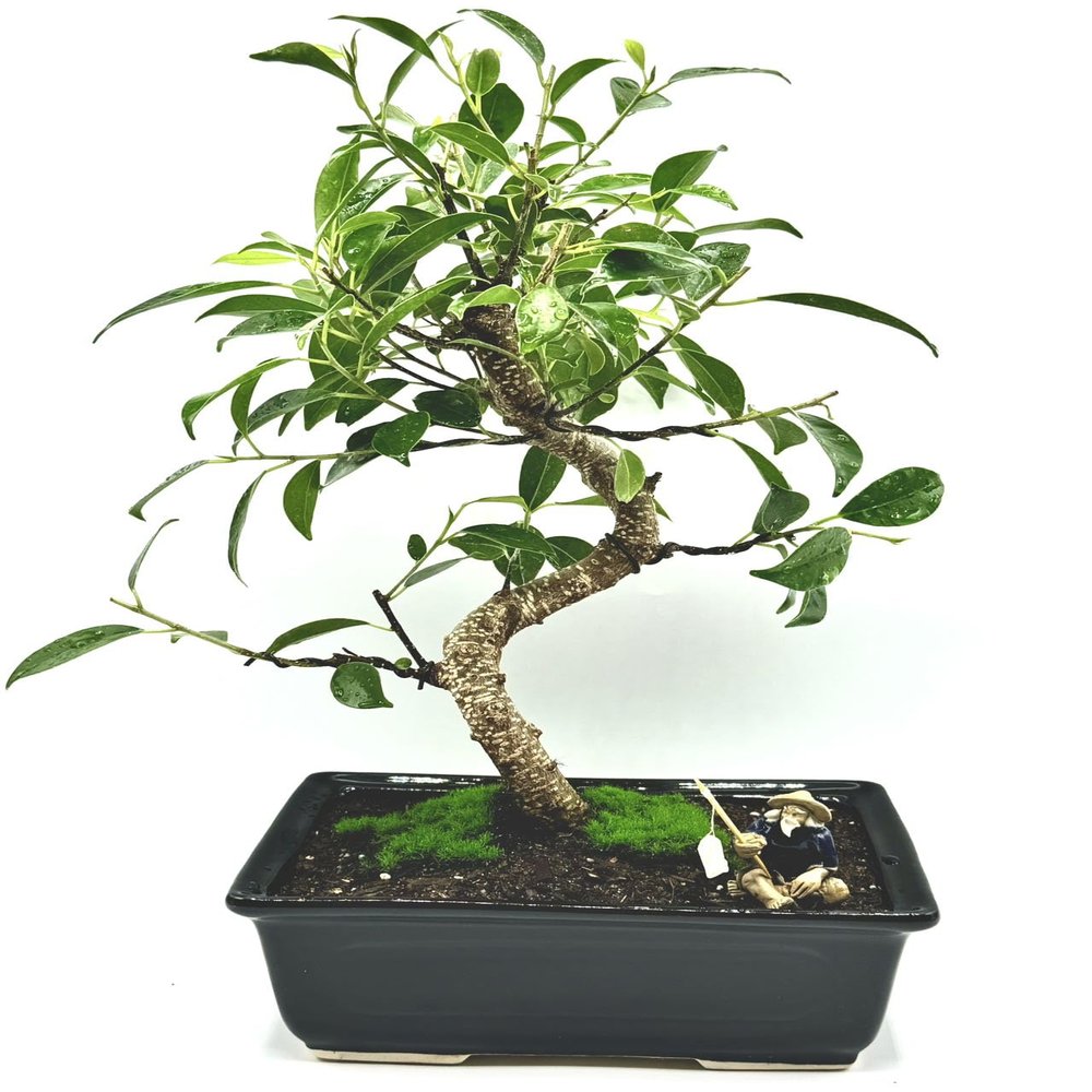Spiraling Ficus Bonsai Tree in Decorative Planter, 12 inches Tall (Spiraling, L)