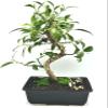 Spiraling Ficus Bonsai Tree in Decorative Planter, 12 inches Tall (Spiraling, L) view 1