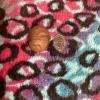 1 Pound huge Jumbo Indiana Hickory Nuts in Shell view 2
