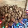 1 Pound huge Jumbo Indiana Hickory Nuts in Shell view 3