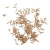 200Pcs 2.0x1.4mm Gold Plated Glasses Repair Screws Stainless Steel Small Flat Head Eyeglasses Screws Kit view 1
