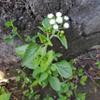 Daun Bandotan - Ageratum Conyzoides Leaf (900 Gram) view 2