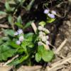 Daun Bandotan - Ageratum Conyzoides Leaf (900 Gram) view 3