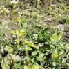 Daun Bandotan - Ageratum Conyzoides Leaf (900 Gram) view 4