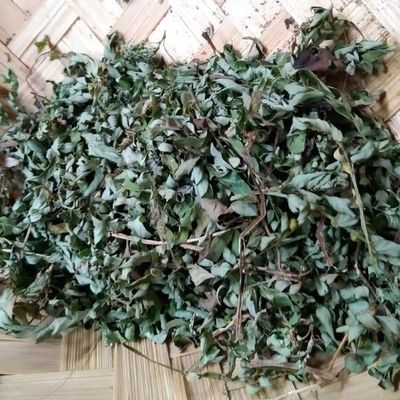 Phyllanthus Urinaria (Chamber Bitter) Dried (900 Gram)