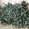 Phyllanthus Urinaria (Chamber Bitter) Dried (900 Gram) view 1