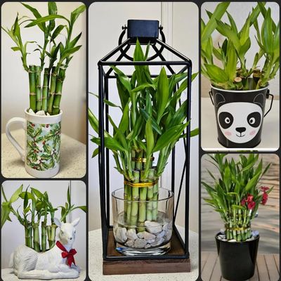 Lucky Bamboo 6 Plants 8 inches Each, Free Butterfly Stake, Gift, Feng Shui, Indoor Plant, Bring Good Luck to Your Home, Perennial, Just add Purified Water