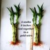 Lucky Bamboo 6 Plants 8 inches Each, Free Butterfly Stake, Gift, Feng Shui, Indoor Plant, Bring Good Luck to Your Home, Perennial, Just add Purified Water view 2