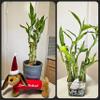 Lucky Bamboo 6 Plants 8 inches Each, Free Butterfly Stake, Gift, Feng Shui, Indoor Plant, Bring Good Luck to Your Home, Perennial, Just add Purified Water view 4