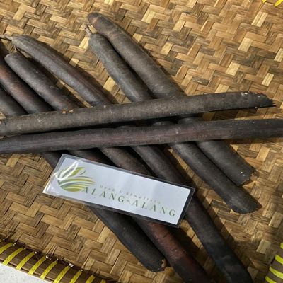 Asam Trengguli - Cassia fistula fruit (450 Gram)