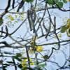 Asam Trengguli - Cassia fistula fruit (450 Gram) view 3