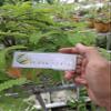 Daun Asam Jawa - Tamarindus Indic Dried Leaf (200 Gram) view 3