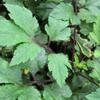 Akar Purwaceng - Pimpinella Pruatjan Dried Root (200 Gram) view 3