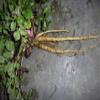 Akar Purwaceng - Pimpinella Pruatjan Dried Root (200 Gram) view 4