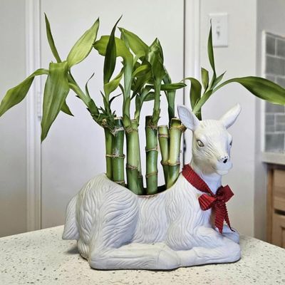 10 Lucky Bamboo 4 inches Each with Buttefly Stake, Ideal Gift, Easy to Care and Easy to Maintain, Just Add Water, Indoor Perennial Plants, Feng Shui