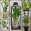 10 Lucky Bamboo 4 inches Each with Buttefly Stake, Ideal Gift, Easy to Care and Easy to Maintain, Just Add Water, Indoor Perennial Plants, Feng Shui view 4