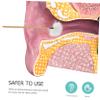 Baluue 3pcs Ear Cleaning Tools Earwax Removal Kit Practical Disposable Ear Scoop Set Easy to Clean view 2