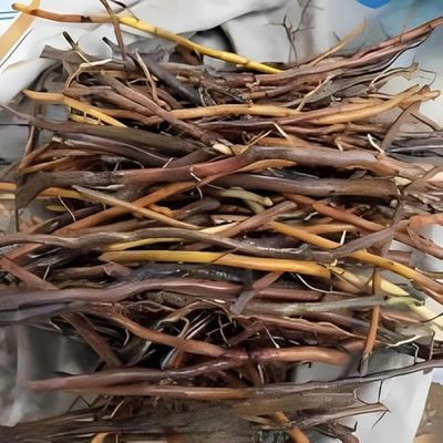 Akar Aren - Arenga pinnata Dried Root (80 Gram)