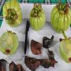 Asam gelugur - Garcinia atroviridisfructus (80 Gram) view 4