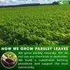 FreshDrinkUS, Premium 35 Parsley Leaf Tea Bags, 100% Natural & Pure from Parsley Leaves. Loose Leaf Parsley Herbal Tea. Made with Natural Material Tea Bags. No Sugar, No Caffeine, No Gluten, Vegan. view 4