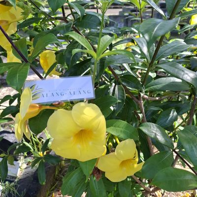 Daun Alamanda - Allamanda cathartica Dried Leaf (80 Gram)