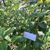 Daun Alamanda - Allamanda cathartica Dried Leaf (80 Gram) view 2