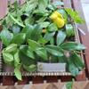 Daun Alamanda - Allamanda cathartica Dried Leaf (80 Gram) view 3