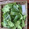 Daun Alamanda - Allamanda cathartica Dried Leaf (80 Gram) view 4