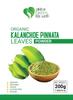Kalanchoe Pinnata Leaves Powder Herbal Tea - 100% Pure, Organic Ground Powder for Natural Use in Cooking and DIY Projects view 2