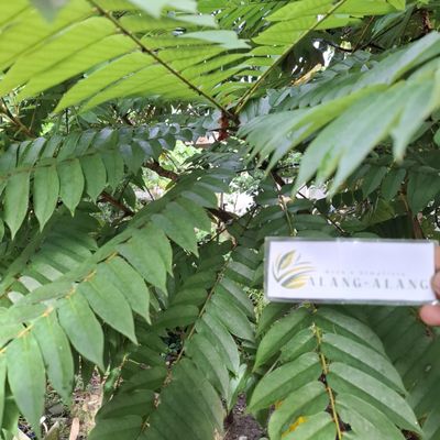 Daun Belimbing Wuluh - Cucumber Tree Dried leaves (80 Gram)
