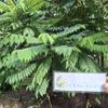 Daun Belimbing Wuluh - Cucumber Tree Dried leaves (80 Gram) view 2