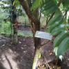 Daun Belimbing Wuluh - Cucumber Tree Dried leaves (80 Gram) view 3