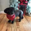 Dog Lovers Coffee Cindys Holiday Blend Dark Roast Whole Bean Coffee 1 LB view 2