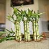 6 Lucky Bamboo 8" Home Decor, Office Desk, Gift, Feng Shui, Indoor Plant, Bring Good Luck to Your Home, Perennial view 1