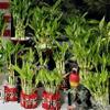 6 Lucky Bamboo 8" Home Decor, Office Desk, Gift, Feng Shui, Indoor Plant, Bring Good Luck to Your Home, Perennial view 2