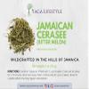 Cerasee Tea, Organic Bitter Melon, Momordica charantia, Wildharvested in Jamaica by Yaga Lifestyle view 2