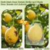 100Pcs Fruit Protection Bags 4x6inch Fruit Tree Netting Mesh Bag Green Fruit Netting Cover with Drawstring Fruits Protector Pest Barrier Organza Bags for Garden Protection Small Fruits Vegetable Plant view 2