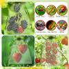 100Pcs Fruit Protection Bags 4x6inch Fruit Tree Netting Mesh Bag Green Fruit Netting Cover with Drawstring Fruits Protector Pest Barrier Organza Bags for Garden Protection Small Fruits Vegetable Plant view 4