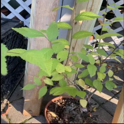 12-15 Year Old Elm Tree (Ulmus) Bonsai Candidate Exact Plant Shown