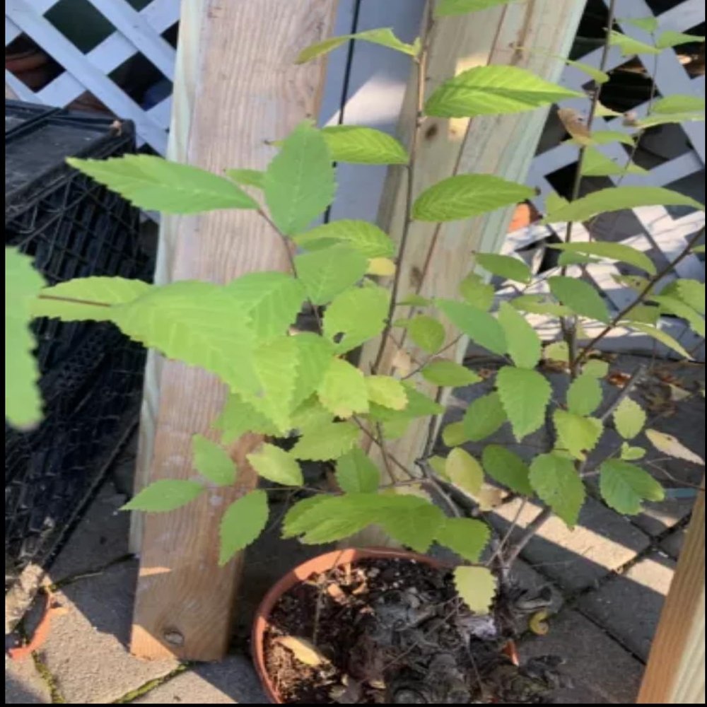 12-15 Year Old Elm Tree (Ulmus) Bonsai Candidate Exact Plant Shown