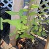 12-15 Year Old Elm Tree (Ulmus) Bonsai Candidate Exact Plant Shown view 1